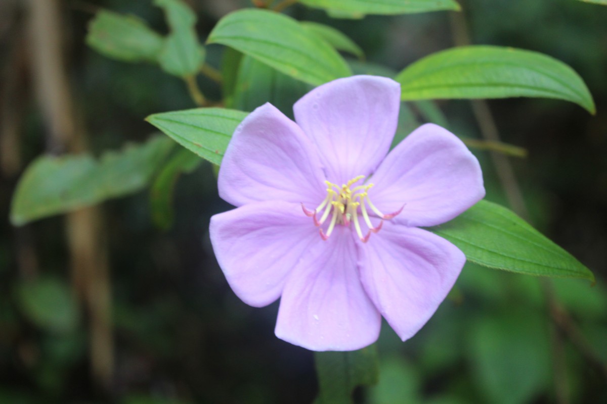 Melastoma sp.